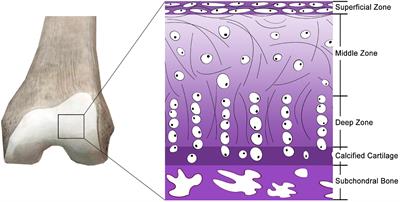 Applications of Biocompatible Scaffold Materials in Stem Cell-Based Cartilage Tissue Engineering